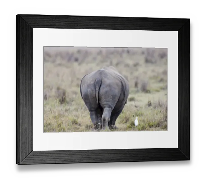 Framed Print : White Rhino and Cattle Egret Lake Nakuru Kenya Framed Print : White Rhino and Cattle Egret Lake Nakuru Kenya
