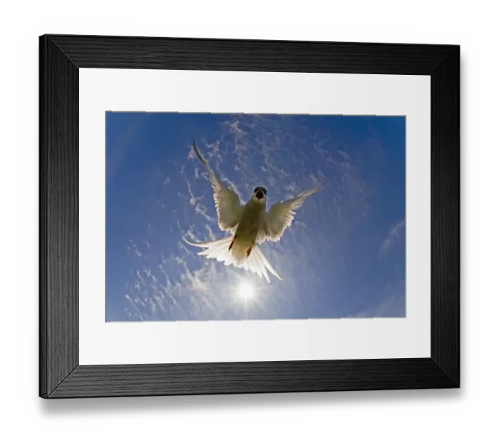 Framed Print : Arctic Tern (Sterna paradisae) Farne Islands Northumberland August Framed Print : Arctic Tern (Sterna paradisae) Farne Islands Northumberland August