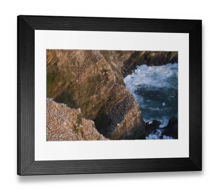 Framed Print : Cliffs and Gannet colony at Hermaness NNR Unst Shetland summer Framed Print : Cliffs and Gannet colony at Hermaness NNR Unst Shetland summer