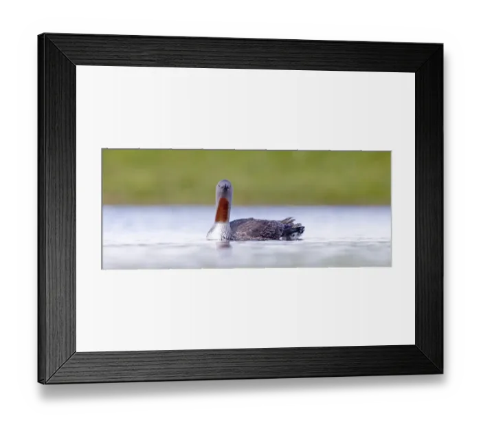 Framed Print : Red-throated Diver Gavia stellata Loch Funzie Fetlar Shetland June Framed Print : Red-throated Diver Gavia stellata Loch Funzie Fetlar Shetland June