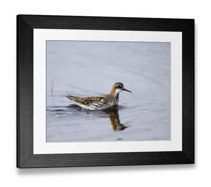 Framed Print : Red-necked Phalarope (Phalaropus lobatus) male Loch Funzie RSPB Reserve Fetlar Shetland Framed Print : Red-necked Phalarope (Phalaropus lobatus) male Loch Funzie RSPB Reserve Fetlar Shetland
