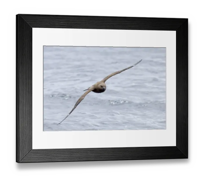 Framed Print : Great Skuas Stercorarius skua Shetland UK Framed Print : Great Skuas Stercorarius skua Shetland UK
