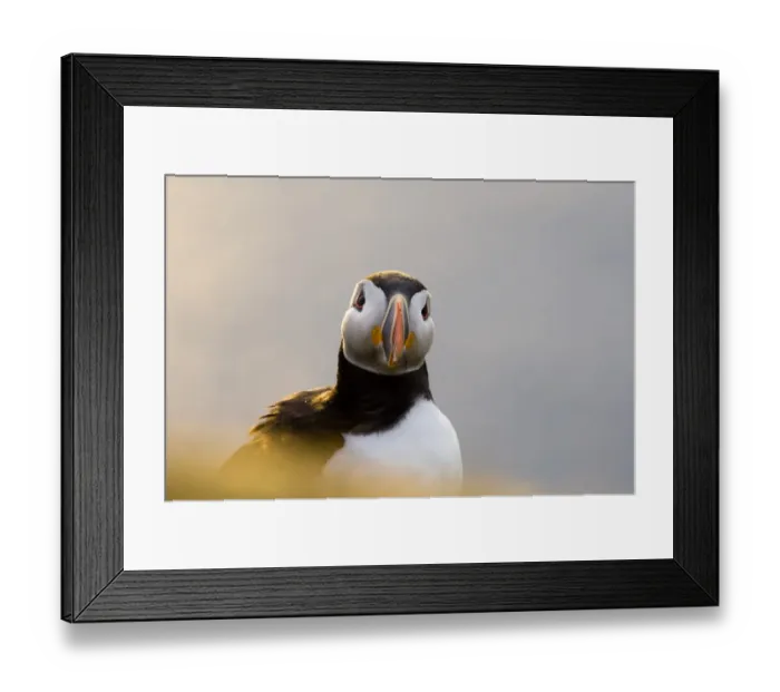 Framed Print : Puffin (Fratercula arctica) Shetland Scotland June Framed Print : Puffin (Fratercula arctica) Shetland Scotland June