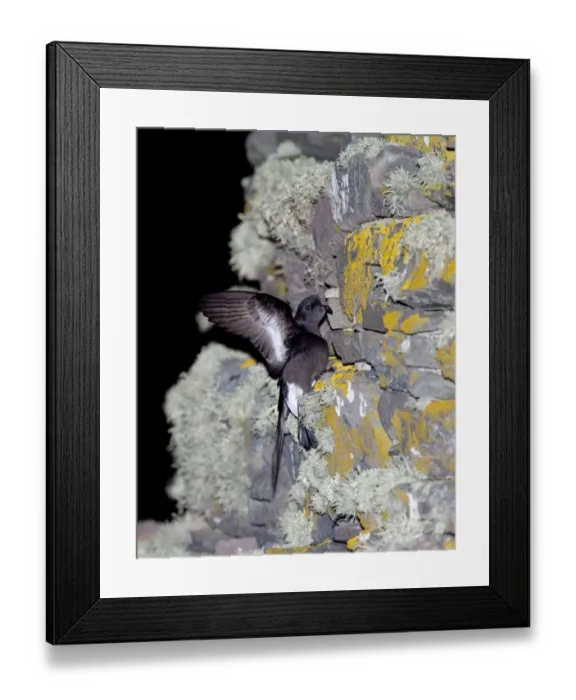 Framed Print : Storm Petrel Hydrobates pelagicus on side of Iron Age Broch Mousa RSPB Reserve Shetland Framed Print : Storm Petrel Hydrobates pelagicus on side of Iron Age Broch Mousa RSPB Reserve Shetland
