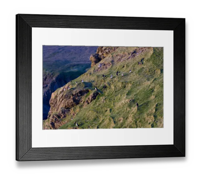 Framed Print : Puffins (Fratercula arctica) on cliff Hermaness NNR Unst Shetland Scotland June Framed Print : Puffins (Fratercula arctica) on cliff Hermaness NNR Unst Shetland Scotland June
