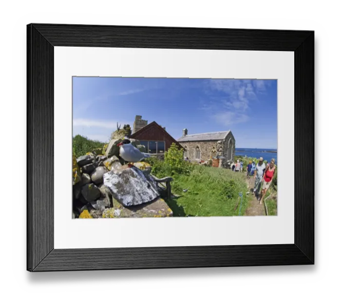Framed Print : Arctic Tern & visitors on Inner Farne Farne Islands Northumberland summer Framed Print : Arctic Tern & visitors on Inner Farne Farne Islands Northumberland summer