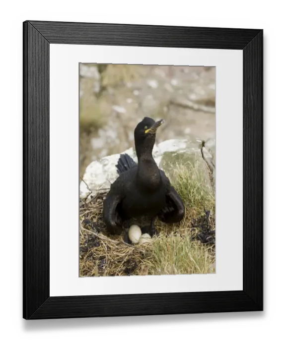 Framed Print : Shag Phalacrocorax aristotelis at nest Farne Islands Northumberland June Framed Print : Shag Phalacrocorax aristotelis at nest Farne Islands Northumberland June
