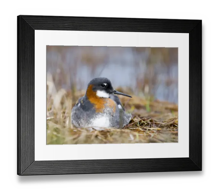 Framed Print : Red-necked Phalarope female Shetland Framed Print : Red-necked Phalarope female Shetland