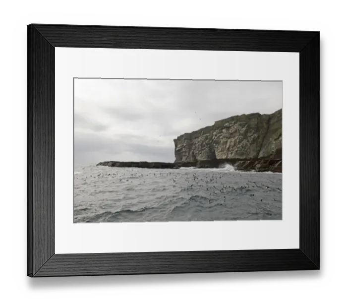 Framed Print : Guilemots Uria aalge on sea Noss Shetland summer Framed Print : Guilemots Uria aalge on sea Noss Shetland summer