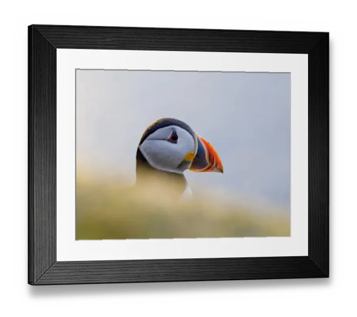 Framed Print : Puffin (Fratercula arctica) Shetland Scotland June Framed Print : Puffin (Fratercula arctica) Shetland Scotland June