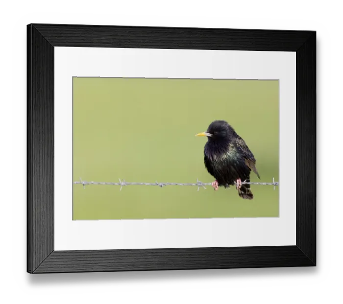 Framed Print : Starlings Sturnus vulgaris UK May Framed Print : Starlings Sturnus vulgaris UK May