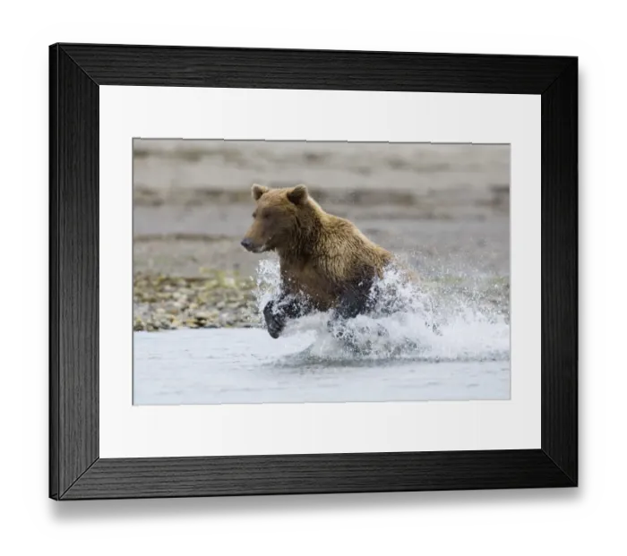 Framed Print : 01053dt. Brown Framed Print : 01053dt. Brown