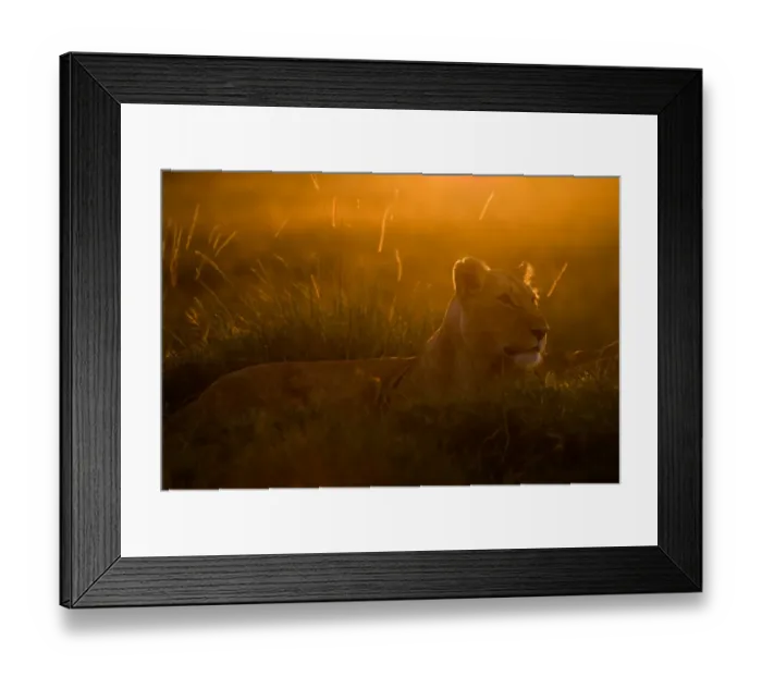 Framed Print : Lioness Panthera leo at dawn Masai Mara Kenya East Africa Framed Print : Lioness Panthera leo at dawn Masai Mara Kenya East Africa