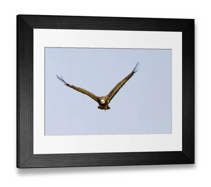 Framed Print : Hooded Vulture Masai Mara Kenya Framed Print : Hooded Vulture Masai Mara Kenya
