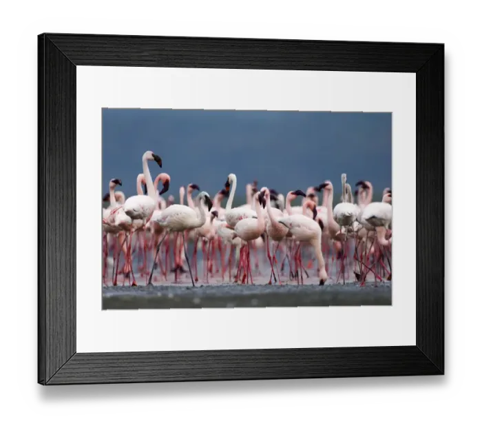 Framed Print : Lesser Flamingos Phoeniconaias minor Lake Nakuru Kenya July Framed Print : Lesser Flamingos Phoeniconaias minor Lake Nakuru Kenya July
