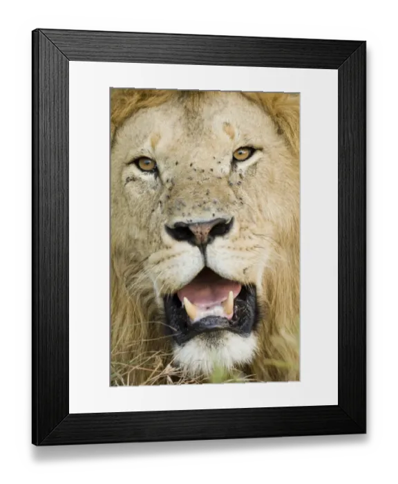 Framed Print : Lion Panthera leo Masai Mara Kenya July Framed Print : Lion Panthera leo Masai Mara Kenya July