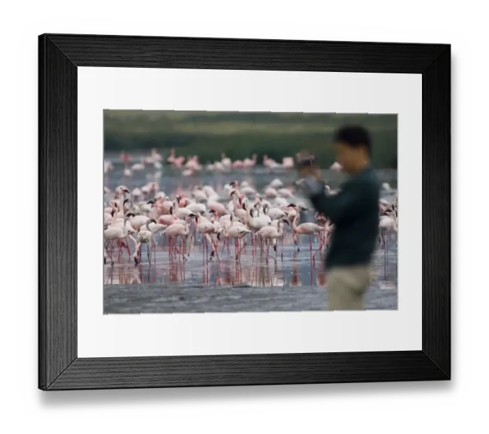 Framed Print : Lesser Flamingos Phoeniconaias minor and tourist Lake Nakuru Kenya July Framed Print : Lesser Flamingos Phoeniconaias minor and tourist Lake Nakuru Kenya July