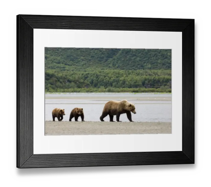 Framed Print : Grizzly Bear Ursos arctos with cubs Katmai Alaska July Framed Print : Grizzly Bear Ursos arctos with cubs Katmai Alaska July