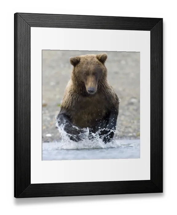 Framed Print : 01056dt. Brown Framed Print : 01056dt. Brown