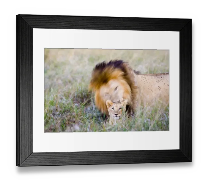Framed Print : Lion and Lion cub Masai Mara Kenya Framed Print : Lion and Lion cub Masai Mara Kenya