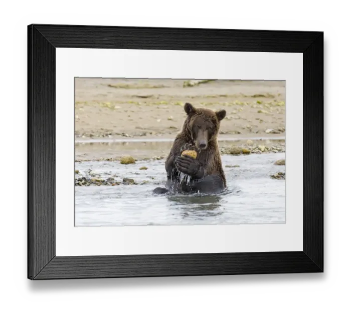 Framed Print : Brown Bear Ursos arctos playing with rock Katmai Alaska August Framed Print : Brown Bear Ursos arctos playing with rock Katmai Alaska August