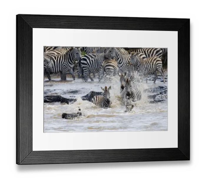 Framed Print : Burchells Zebra crossing Mara River Masai Mara Kenya Framed Print : Burchells Zebra crossing Mara River Masai Mara Kenya