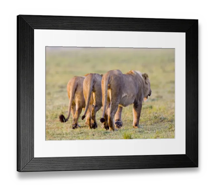 Framed Print : Lions (Panthera leo) Masai Mara Kenya Framed Print : Lions (Panthera leo) Masai Mara Kenya