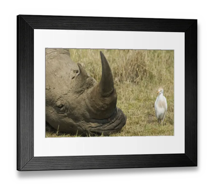 Framed Print : Cattle Egret Bubulcus ibis and White Rhino Lake Nakuru Kenya July Framed Print : Cattle Egret Bubulcus ibis and White Rhino Lake Nakuru Kenya July