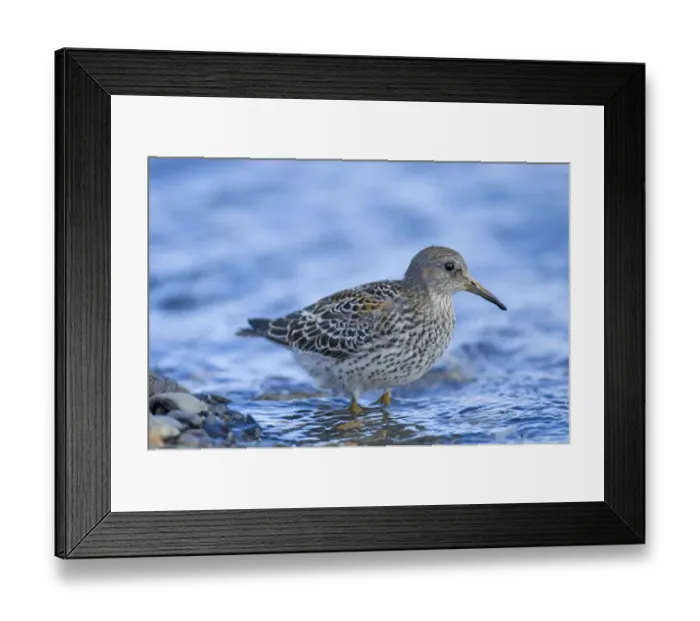 Framed Print : 01048dt. Rock Sandpiper Calidris ptilocnemis juvenile Hallo Bay Katmai Alaska August Framed Print : 01048dt. Rock Sandpiper Calidris ptilocnemis juvenile Hallo Bay Katmai Alaska August