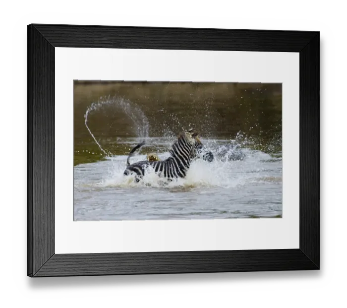Framed Print : Zebra foal caught by Crocodile Mara River Masai Mara Kenya Framed Print : Zebra foal caught by Crocodile Mara River Masai Mara Kenya