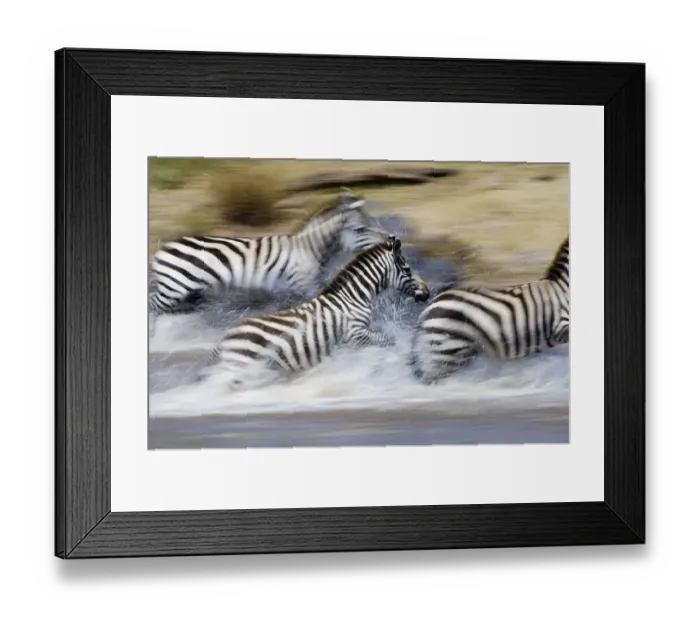 Framed Print : Burchells Zebra crossing the Mara river during the migration Masai Mara Kenya July Framed Print : Burchells Zebra crossing the Mara river during the migration Masai Mara Kenya July