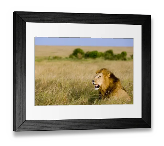 Framed Print : Lion (Panthera leo) Masai Mara Kenya Framed Print : Lion (Panthera leo) Masai Mara Kenya