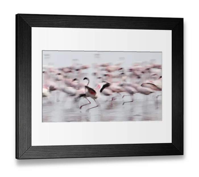 Framed Print : Lesser Flamingos Phoeniconaias minor displaying Lake Nakuru Kenya July Framed Print : Lesser Flamingos Phoeniconaias minor displaying Lake Nakuru Kenya July