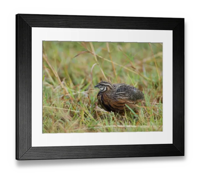 Framed Print : Harlequin Quail Coturnix delegorguei Masai Mara Kenya East Africa