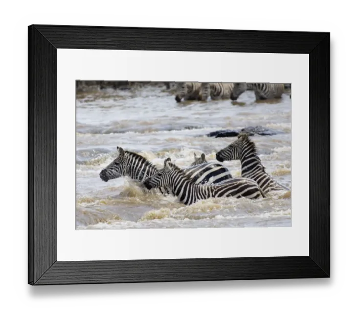 Framed Print : Burchells Zebra crossing Mara River Masai Mara Kenya Framed Print : Burchells Zebra crossing Mara River Masai Mara Kenya