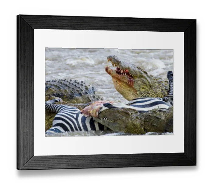 Framed Print : Nile Crocodiles feeding on Zebra foal Mara River Masai Mara Kenya Framed Print : Nile Crocodiles feeding on Zebra foal Mara River Masai Mara Kenya
