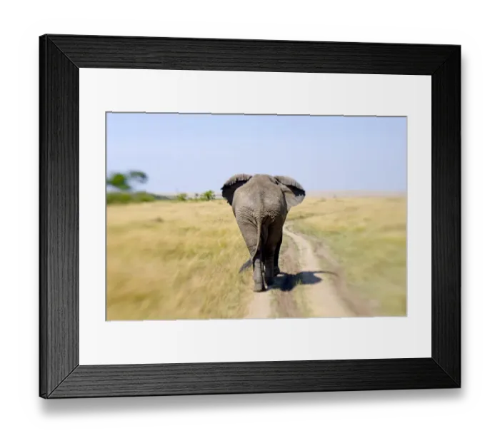 Framed Print : Bull Elephant Masai Mara Kenya
