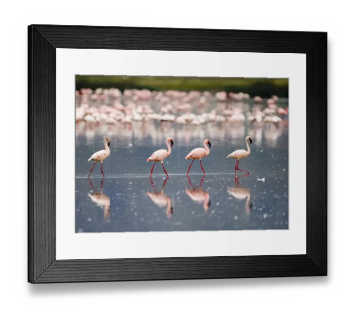 Framed Print : Lesser Flamingos Phoeniconaias minor Lake Nakuru Kenya July Framed Print : Lesser Flamingos Phoeniconaias minor Lake Nakuru Kenya July