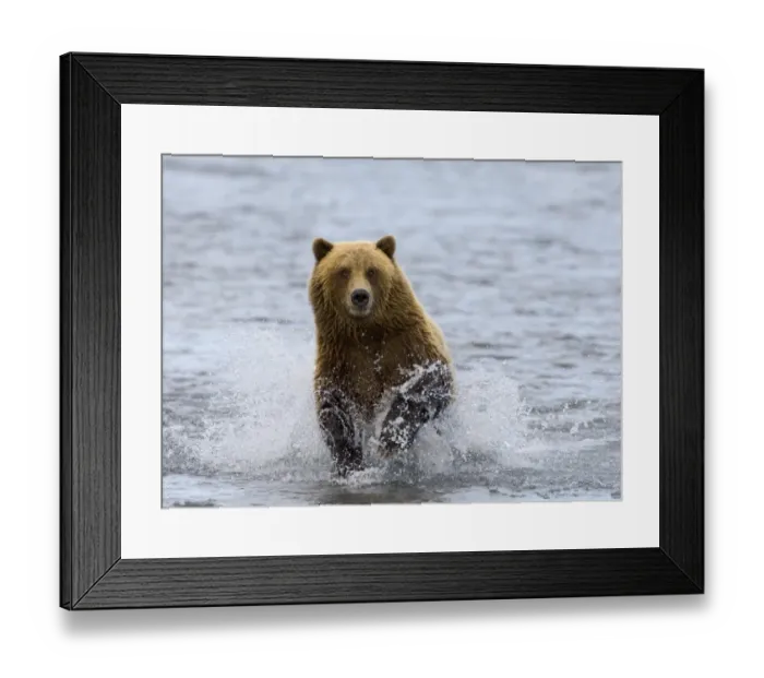 Framed Print : 01049dt. Brown