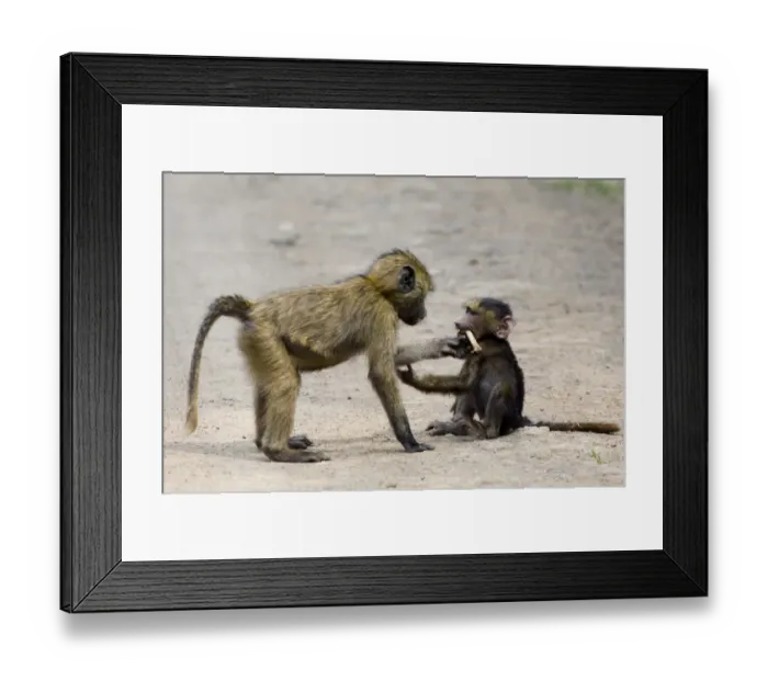 Framed Print : young Olive Baboons playing Kenya Framed Print : young Olive Baboons playing Kenya