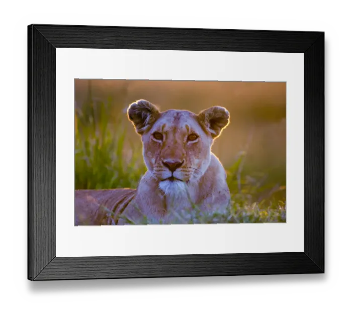 Framed Print : Lioness (Panthera leo) Masai Mara Kenya Framed Print : Lioness (Panthera leo) Masai Mara Kenya