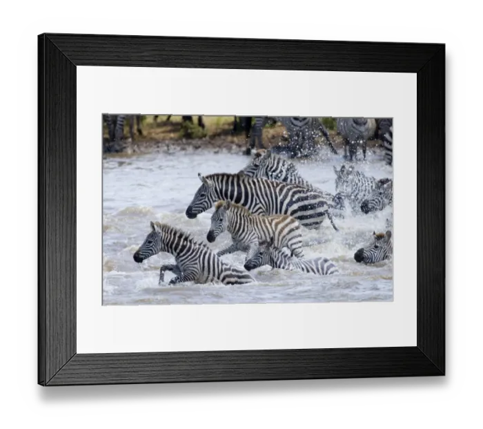Framed Print : Burchells Zebra crossing Mara River Masai Mara Kenya Framed Print : Burchells Zebra crossing Mara River Masai Mara Kenya