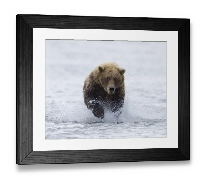 Framed Print : 01044dt. Brown