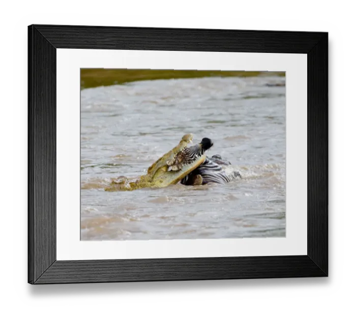 Framed Print : Zebra foal caught by Crocodile Mara River Masai Mara Kenya Framed Print : Zebra foal caught by Crocodile Mara River Masai Mara Kenya