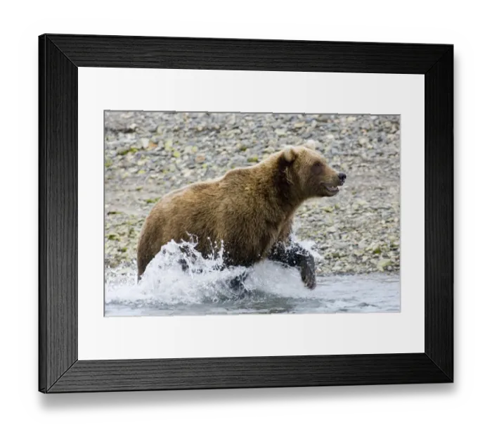 Framed Print : 01061dt. Brown Framed Print : 01061dt. Brown