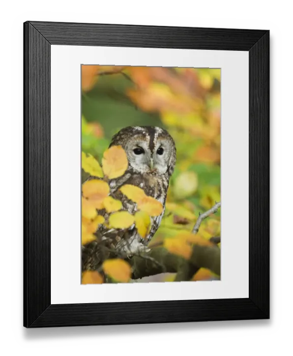 Framed Print : Tawny Owl Strix aluco among autumn leaves Kent Framed Print : Tawny Owl Strix aluco among autumn leaves Kent