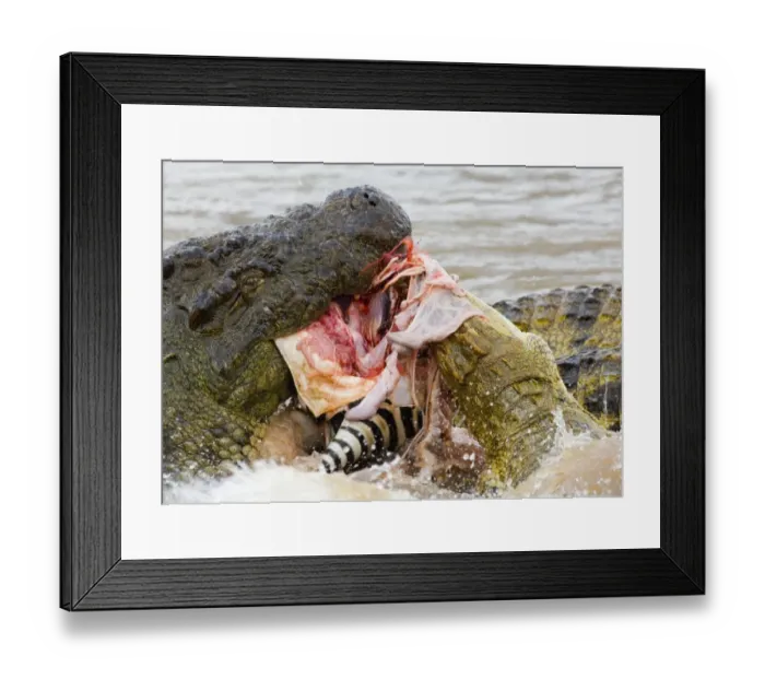 Framed Print : Zebra foal caught by Nile Crocodile Mara River Masai Mara Kenya Framed Print : Zebra foal caught by Nile Crocodile Mara River Masai Mara Kenya