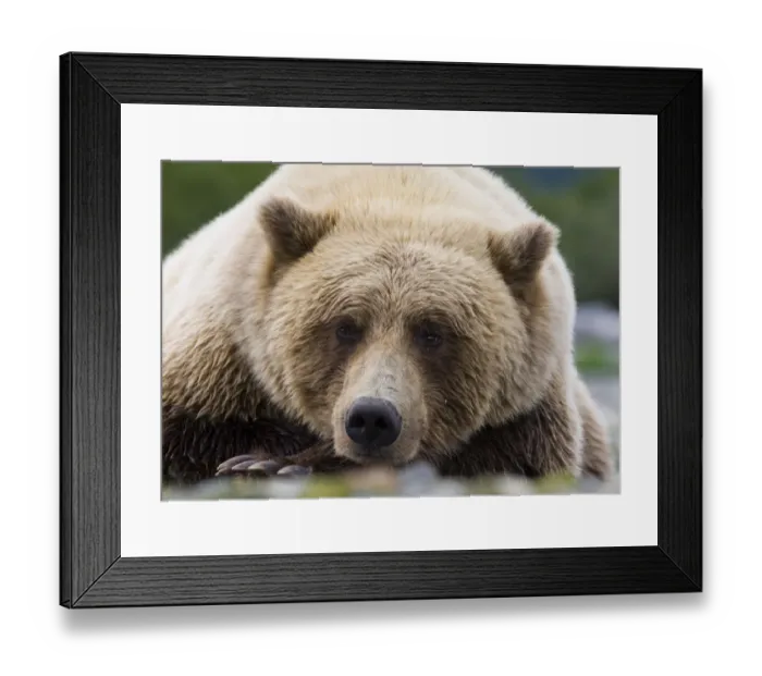 Framed Print : Brown Bear Ursos arctos Katmai Alaska August Framed Print : Brown Bear Ursos arctos Katmai Alaska August