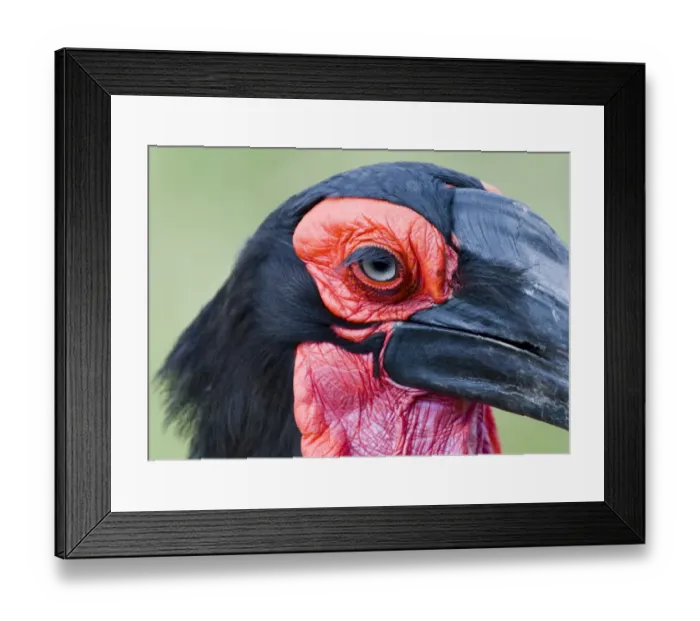 Framed Print : Ground Hornbill Masai Mara Kenya Framed Print : Ground Hornbill Masai Mara Kenya