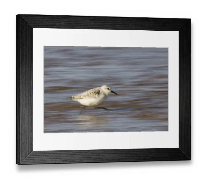 Framed Print : Sanderling running along shore Norfolk winter Framed Print : Sanderling running along shore Norfolk winter